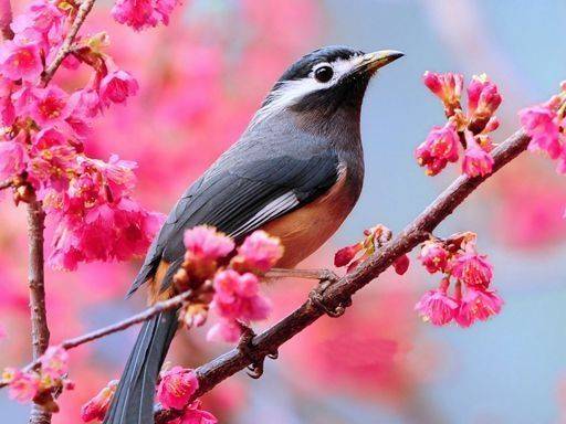 Feathered Friends Picture Puzzle