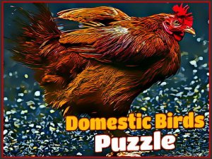 Domestic Birds Puzzle Game Online
